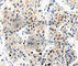 Amyloid Beta Precursor Protein antibody, A3161, ABclonal Technology, Immunohistochemistry paraffin image 
