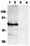 BAG family molecular chaperone regulator 4 antibody, orb74378, Biorbyt, Western Blot image 
