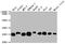 Tumor Protein, Translationally-Controlled 1 antibody, CSB-RA214107A0HU, Cusabio, Western Blot image 
