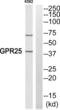 G Protein-Coupled Receptor 25 antibody, abx015324, Abbexa, Western Blot image 