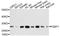 Polyglutamine Binding Protein 1 antibody, A4369, ABclonal Technology, Western Blot image 