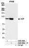 Valosin Containing Protein antibody, A300-588A, Bethyl Labs, Immunoprecipitation image 