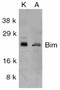BCL2 Like 11 antibody, ADI-AAP-330-E, Enzo Life Sciences, Western Blot image 