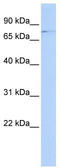 RNA polymerase I-specific transcription initiation factor RRN3 antibody, TA345252, Origene, Western Blot image 