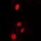 Dor antibody, orb382466, Biorbyt, Immunofluorescence image 