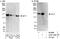 Protein AF-17 antibody, A302-198A, Bethyl Labs, Immunoprecipitation image 
