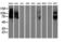 Galectin 3 Binding Protein antibody, LS-C173260, Lifespan Biosciences, Western Blot image 