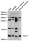 C-C Motif Chemokine Ligand 17 antibody, MBS127768, MyBioSource, Western Blot image 