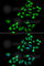 Kallikrein Related Peptidase 4 antibody, A6642, ABclonal Technology, Immunofluorescence image 