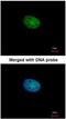 RBPJK antibody, NBP1-33427, Novus Biologicals, Immunofluorescence image 