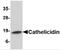 Cathelicidin Antimicrobial Peptide antibody, 4429, ProSci, Western Blot image 