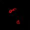 CysRS antibody, orb341107, Biorbyt, Immunofluorescence image 
