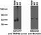 Peroxisomal Biogenesis Factor 5 Like antibody, 73-244, Antibodies Incorporated, Western Blot image 