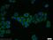 Fibroblast Growth Factor Receptor Substrate 3 antibody, 12249-1-AP, Proteintech Group, Immunofluorescence image 