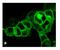 Arginine Vasopressin Receptor 1A antibody, 702609, Invitrogen Antibodies, Immunofluorescence image 