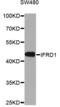 Interferon Related Developmental Regulator 1 antibody, LS-C748375, Lifespan Biosciences, Western Blot image 