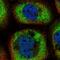 Galectin 9B antibody, HPA046876, Atlas Antibodies, Immunofluorescence image 