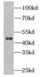 Pleckstrin homology domain-containing family O member 1 antibody, FNab06543, FineTest, Western Blot image 