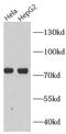 PDIA4 antibody, FNab02859, FineTest, Western Blot image 