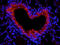 Platelet And Endothelial Cell Adhesion Molecule 1 antibody, orb10314, Biorbyt, Immunofluorescence image 