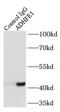 Alcohol Dehydrogenase Iron Containing 1 antibody, FNab00168, FineTest, Immunoprecipitation image 