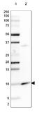 PET117 antibody, NBP2-14613, Novus Biologicals, Western Blot image 