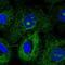Microtubule-associated tumor suppressor 1 antibody, NBP2-57208, Novus Biologicals, Immunofluorescence image 