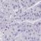 Zinc Finger SWIM-Type Containing 9 antibody, HPA061028, Atlas Antibodies, Immunohistochemistry frozen image 