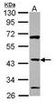 Zinc Finger Protein 2 antibody, GTX114885, GeneTex, Western Blot image 