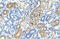MAF BZIP Transcription Factor B antibody, ARP33682_T100, Aviva Systems Biology, Immunohistochemistry frozen image 