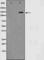 Structural Maintenance Of Chromosomes 1A antibody, abx011539, Abbexa, Western Blot image 