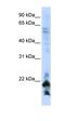 LOC647169 antibody, orb325467, Biorbyt, Western Blot image 