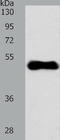 S1P3 antibody, TA321693, Origene, Western Blot image 