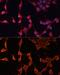 DnaJ Heat Shock Protein Family (Hsp40) Member A2 antibody, GTX33159, GeneTex, Immunofluorescence image 