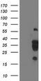 Leukocyte Receptor Cluster Member 1 antibody, M13518, Boster Biological Technology, Western Blot image 