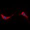 Aquaporin 2 antibody, LS-B14083, Lifespan Biosciences, Immunofluorescence image 