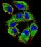 Protein naked cuticle homolog 2 antibody, LS-C164889, Lifespan Biosciences, Immunofluorescence image 