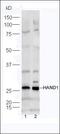 Keratin 15 antibody, orb1321, Biorbyt, Western Blot image 