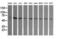 TAP Binding Protein Like antibody, M09482-1, Boster Biological Technology, Western Blot image 