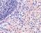 RPA Interacting Protein antibody, PA5-20326, Invitrogen Antibodies, Immunohistochemistry frozen image 