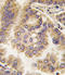 Gap Junction Protein Alpha 5 antibody, LS-C97733, Lifespan Biosciences, Immunohistochemistry paraffin image 