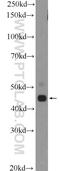 Protein polyglycylase TTLL10 antibody, 26014-1-AP, Proteintech Group, Western Blot image 