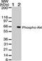 Akt antibody, TA336476, Origene, Western Blot image 