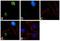 Telomerase Reverse Transcriptase antibody, 711084, Invitrogen Antibodies, Immunofluorescence image 