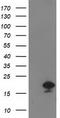 Destrin, Actin Depolymerizing Factor antibody, CF502654, Origene, Western Blot image 