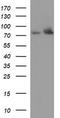 Peroxisomal multifunctional enzyme type 2 antibody, TA507027BM, Origene, Western Blot image 