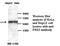 Pre-B-cell leukemia transcription factor 3 antibody, MBS415483, MyBioSource, Western Blot image 