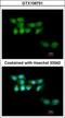 UV Stimulated Scaffold Protein A antibody, GTX106751, GeneTex, Immunocytochemistry image 