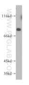 Praja Ring Finger Ubiquitin Ligase 1 antibody, 17687-1-AP, Proteintech Group, Western Blot image 