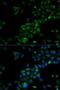 CRAF1 antibody, LS-C332360, Lifespan Biosciences, Immunofluorescence image 